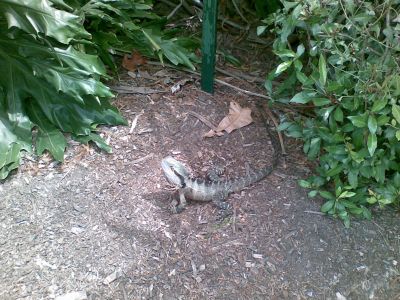 Brisbane Botanic Gardens - Lizard
