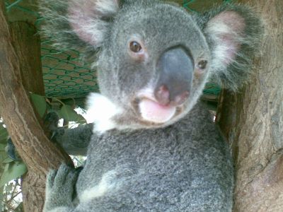 Lone Pine Koala Sanctuary
