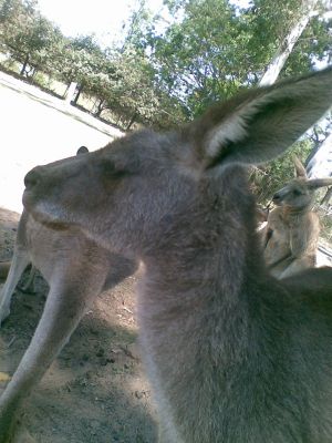 Lone Pine Koala Sanctuary
