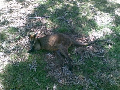 Lone Pine Koala Sanctuary
