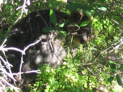 Quokka (Setonix Brachyurus)
