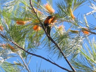 Rainbow Lorikeet (Trichoglossus Haematodus) su un Golden Tree (Grevillea Pteridifolia)
