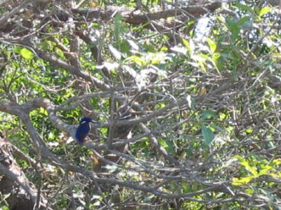 Azure Kingfisher (Alcedo Azurea)
