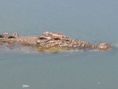 Coccodrillo d'acqua dolce
