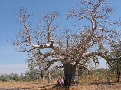 Boab (Adansonia Gregorii)
