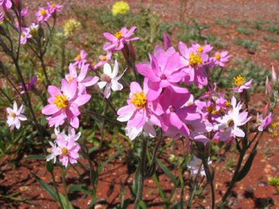 Wildflowers
