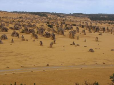 Nambung National Park - La vegetazione forma poi uno strato acido di concime naturale e humus e un duro crostone ricco di calcio si sviluppa sopra la soffice pietra calcarea
