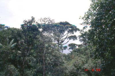 Rainforest Aerial Tram
