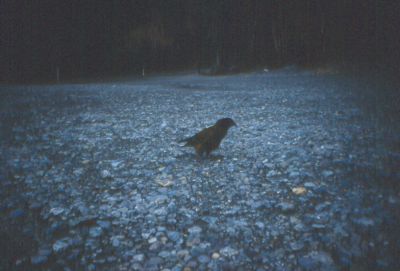 Il Kea, pappagallo di montagna
